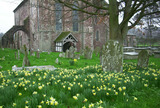 gal/Abbey Exterior/_thb_daffodils_in_graveyard.jpg